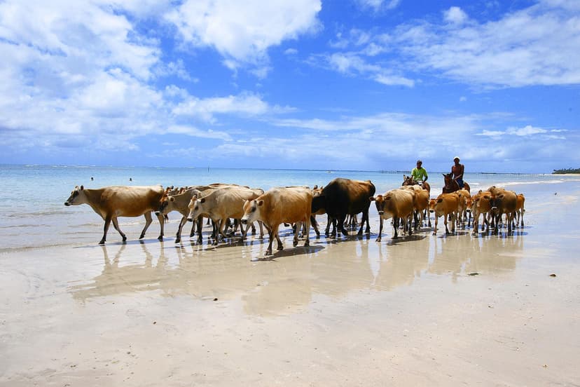 Praia do Francês