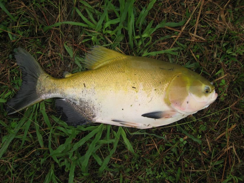Peixaria do Anauá