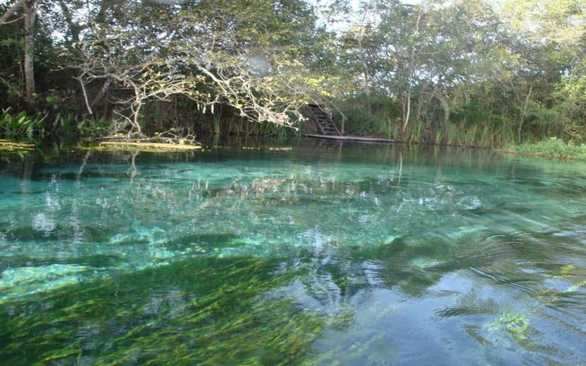 Bonito