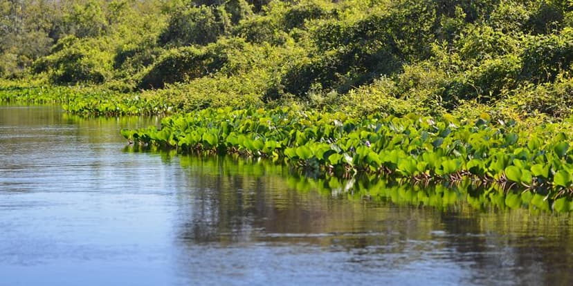 Pantanal Cacerense