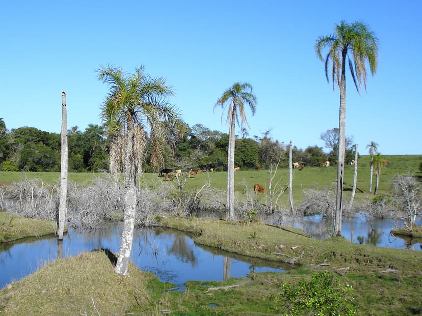Prefeitura Municipal de Formigueiro