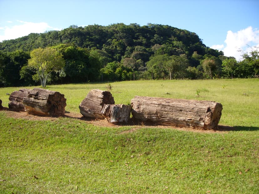 Rota Paleontológica