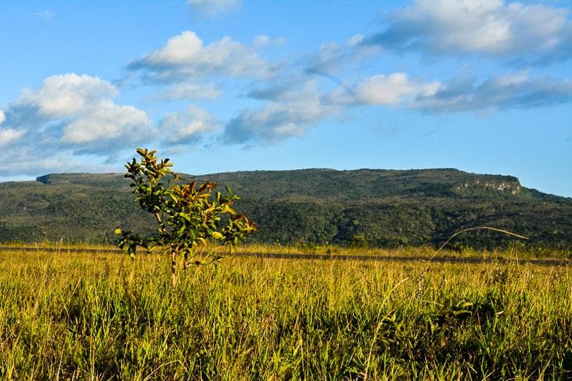 Lavrado de Roraima