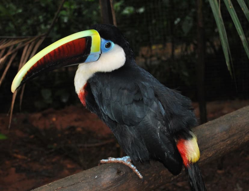 Parque das Aves