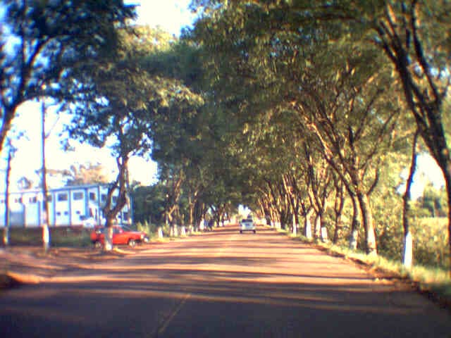 Tunel Verde