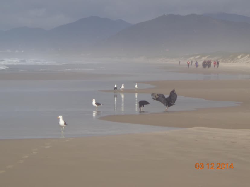 Praia da Joaquina