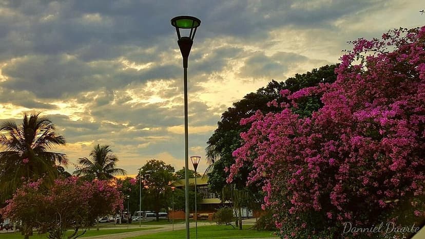 Praça dos Girassóis