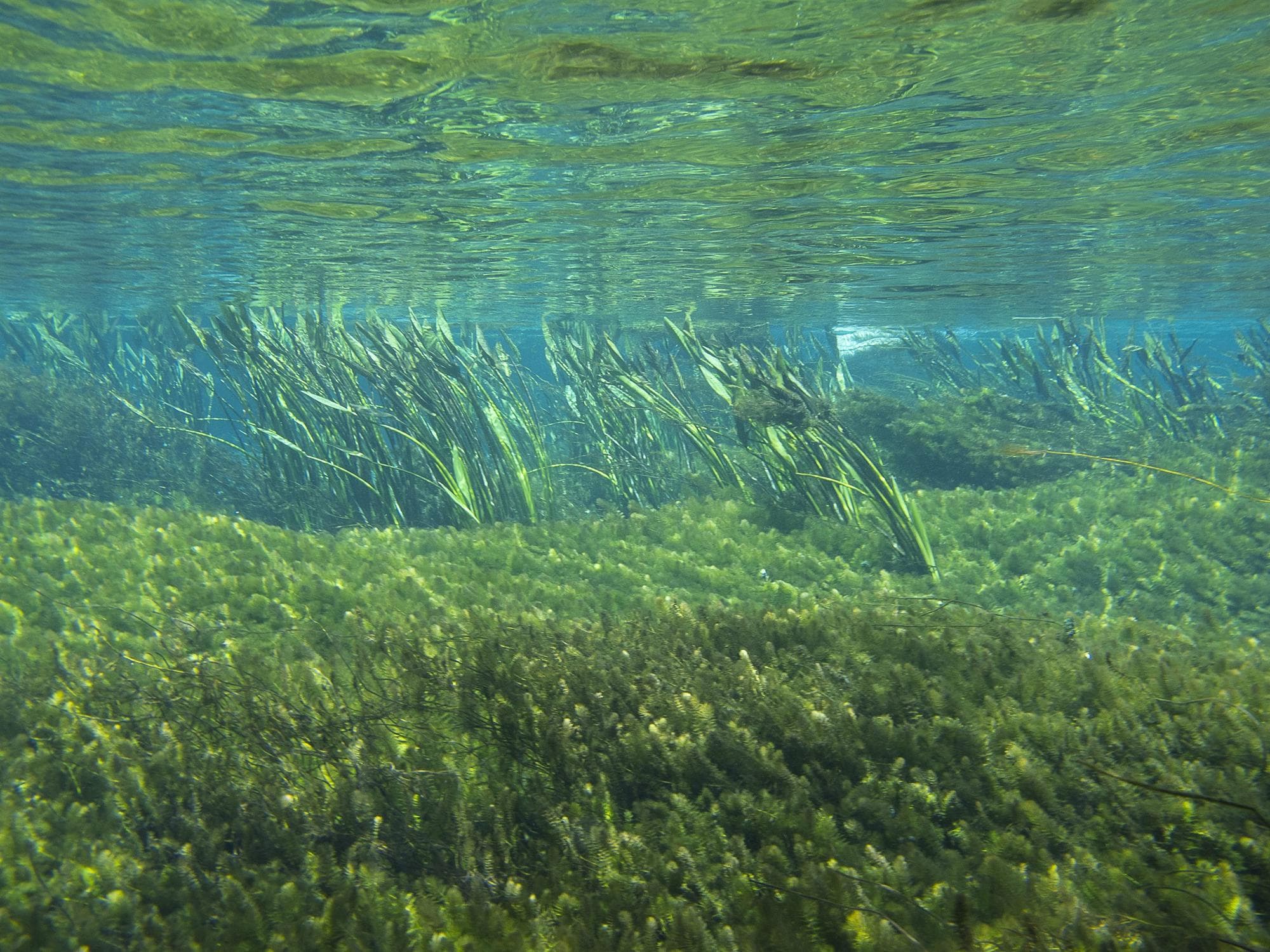 Plantas aquáticas sob a água transparente do Rio Sucuri