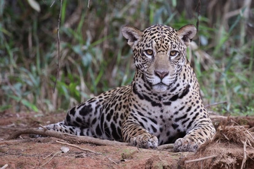 Pantanal Sul