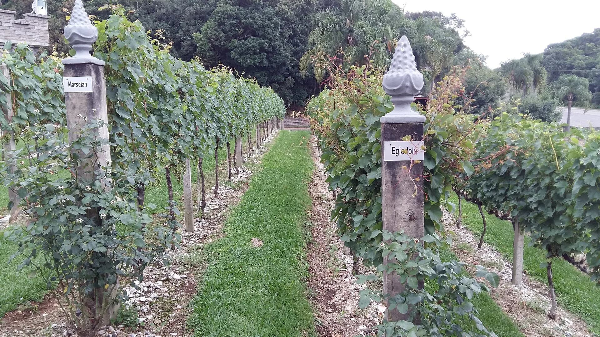 Vale dos Vinhedos